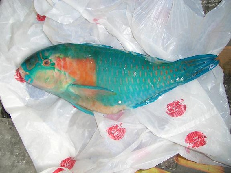 How to cook Parrot fish?