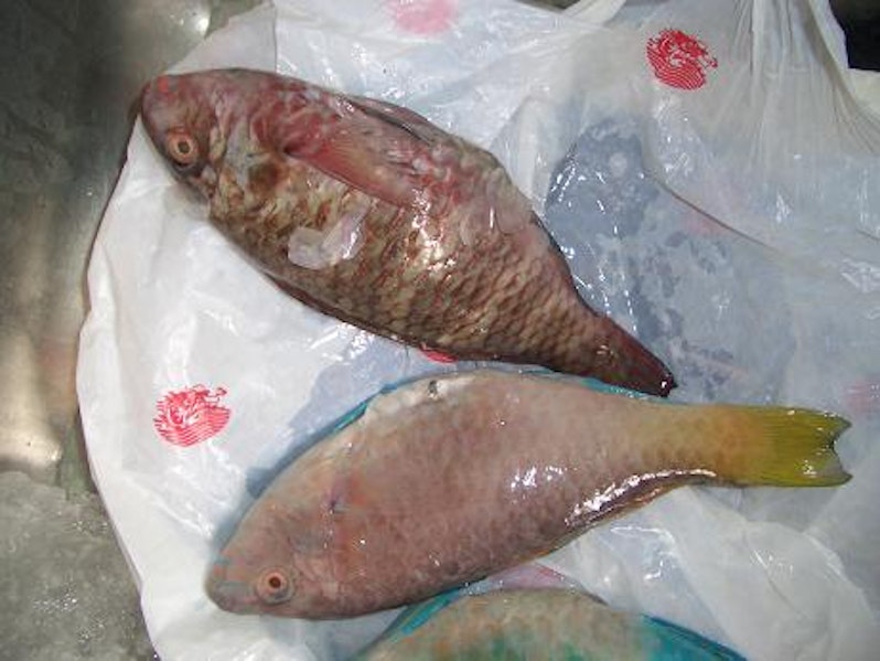 How to cook Parrot fish?