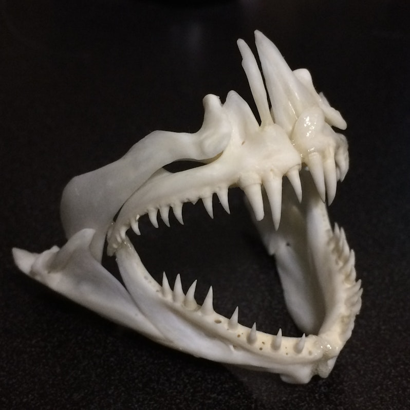 Fish jaws