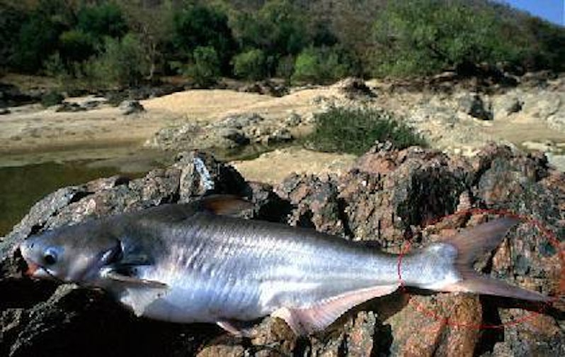 Рыба пангасиус фото и описание. Pangasius krempfi. Пангасиус живой. Пангасиус помойная рыба. Пангасиус в природе.